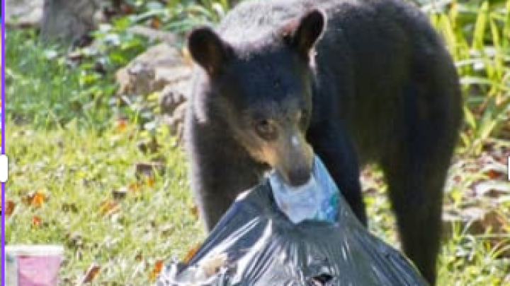 Public Safety - Bear Sightings in Certain Areas