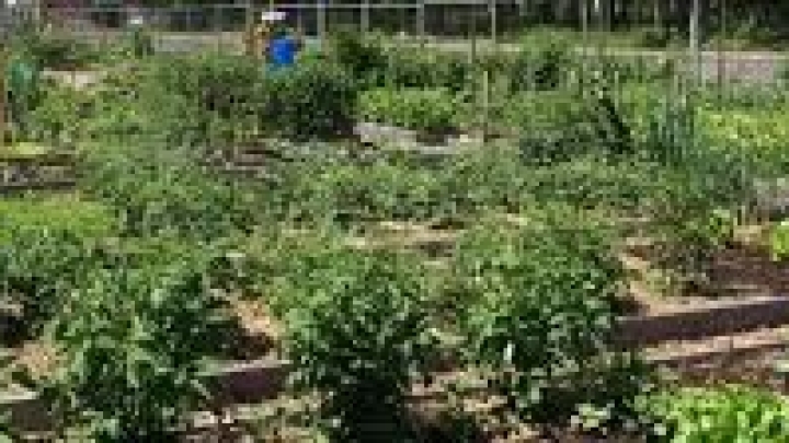 Community Gardens
