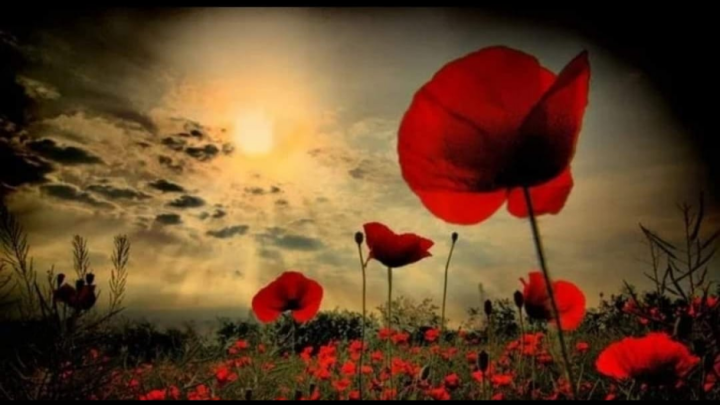 Closing of municipal offices- Remembrance Day