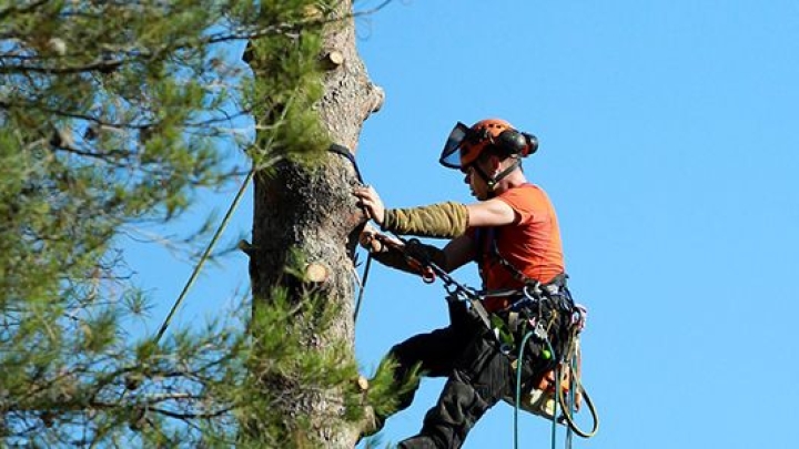 Notice - Trees trimming 2019