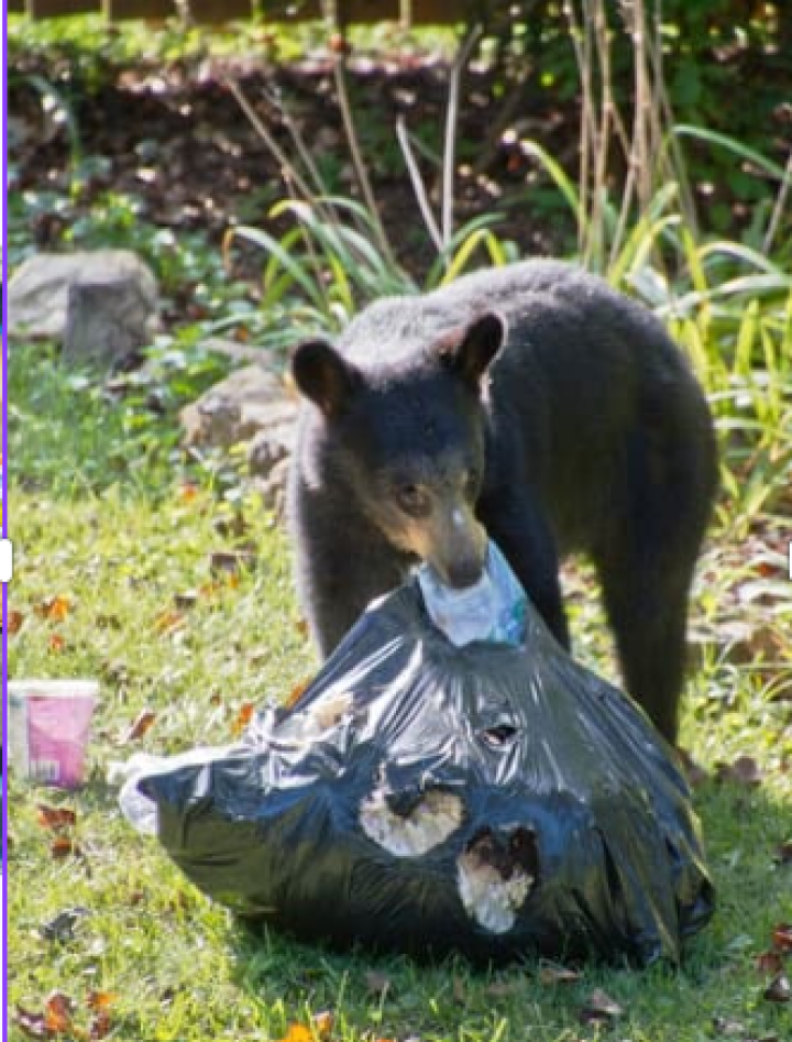 Public Safety - Bear Sightings in Certain Areas