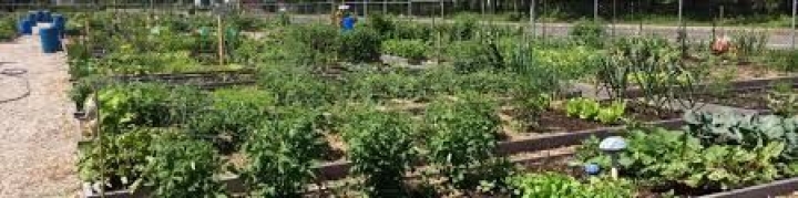Jardins communautaires