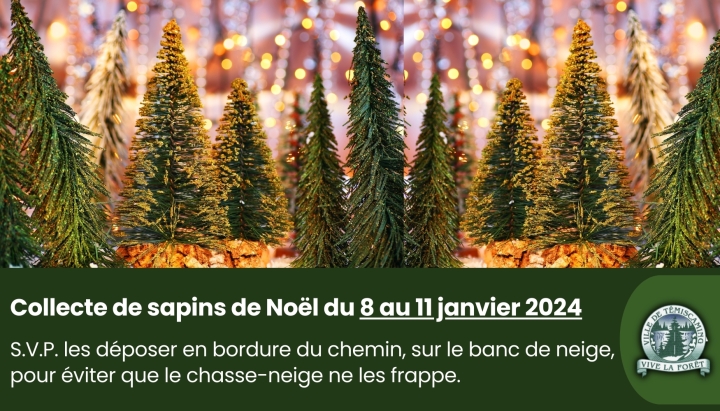 COLLECTE DE SAPINS