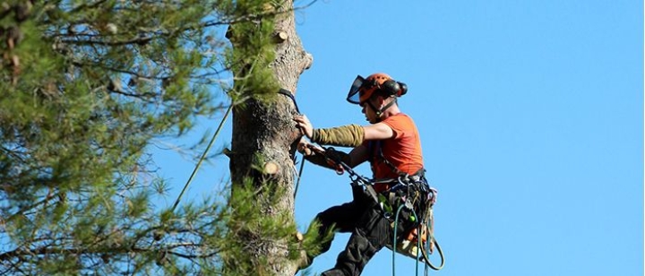 Notice - Trees trimming 2019
