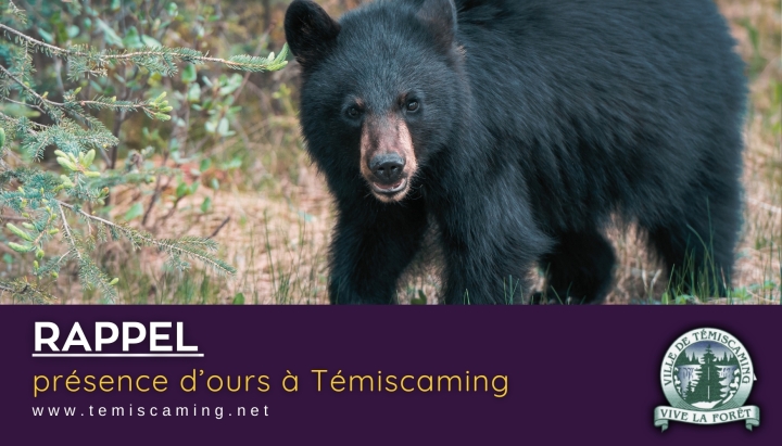 PRÉSENCE D'OURS À TÉMISCAMING |