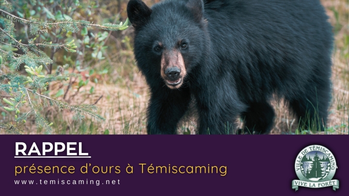 PRÉSENCE D'OURS À TÉMISCAMING |